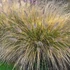 Pennisetum alopecuroides 'Gelbstiel' - Drapp, világos évelő tollborzfű