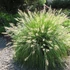 Pennisetum alopecuroides 'Hameln' - Tollborzfű