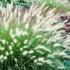 Pennisetum alopecuroides 'Hameln' - Tollborzfű
