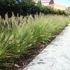 Pennisetum alopecuroides 'Hameln' - Tollborzfű