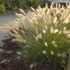 Pennisetum alopecuroides 'Hameln' - Tollborzfű
