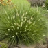 Pennisetum alopecuroides 'Little Bunny' - Tollborzfű