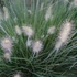 Pennisetum alopecuroides 'Little Bunny' - Tollborzfű