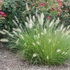 Pennisetum alopecuroides 'Little Bunny' - Tollborzfű