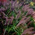 Pennisetum alopecuroides 'Moudry' - Tollborzfű