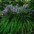 Pennisetum alopecuroides 'Moudry' - Tollborzfű