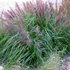 Pennisetum alopecuroides 'Moudry' - Tollborzfű