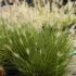 Pennisetum alopecuroides 'Piglet' – Tollborzfű