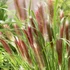 Pennisetum alopecuroides 'Red Head' – Tollborzfű