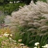 Pennisetum alopecuroides 'Red Head' – Tollborzfű