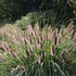 Pennisetum alopecuroides var. viridescens' – Tollborzfű