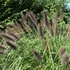 Pennisetum alopecuroides var. viridescens' – Tollborzfű