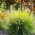 Pennisetum 'JS Jommenik' – Tollborzfű