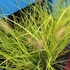 Pennisetum 'JS Jommenik' – Tollborzfű