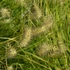 Pennisetum 'JS Jommenik' – Tollborzfű