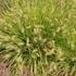 Pennisetum 'JS Jommenik' – Tollborzfű