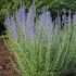 Perovskia atriplicifolia 'Lacey Blue' – Sudárzsálya