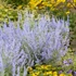 Perovskia atriplicifolia 'Lacey Blue' – Sudárzsálya