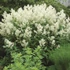 Persicaria polymorpha – Keserűfű