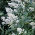 Persicaria polymorpha – Keserűfű