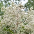 Persicaria polymorpha – Keserűfű