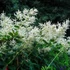Persicaria polymorpha – Keserűfű