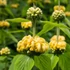 Phlomis russeliana - Kis-ázsiai macskahere