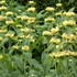 Phlomis russeliana - Kis-ázsiai macskahere
