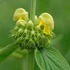 Phlomis russeliana - Kis-ázsiai macskahere