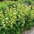 Phlomis russeliana - Kis-ázsiai macskahere
