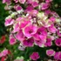 Phlox paniculata 'Aureole' – Bugás lángvirág