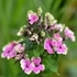 Phlox paniculata 'Aureole' – Bugás lángvirág