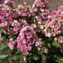 Phlox paniculata 'Aureole' – Bugás lángvirág