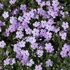 Phlox douglasii 'Lilac Cloud' - Törpe lángvirág