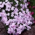 Phlox douglasii 'Lilac Cloud' - Törpe lángvirág