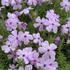 Phlox douglasii 'Lilac Cloud' - Törpe lángvirág