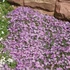 Phlox douglasii 'Lilac Cloud' - Törpe lángvirág