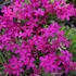 Phlox douglasii 'Ochsenblut' – Törpe lángvirág