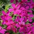Phlox douglasii 'Ochsenblut' – Törpe lángvirág