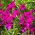 Phlox douglasii 'Ochsenblut' – Törpe lángvirág