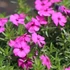 Phlox douglasii 'Red Admiral' - Törpe lángvirág