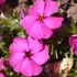 Phlox douglasii 'Red Admiral' - Törpe lángvirág