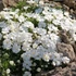 Phlox douglasii 'White Admiral' - Törpe lángvirág