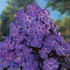 Phlox paniculata 'Blue Boy' – Bugás lángvirág