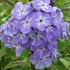 Phlox paniculata 'Blue Boy' – Bugás lángvirág