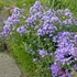 Phlox paniculata 'Blue Boy' – Bugás lángvirág