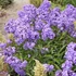 Phlox paniculata 'Blue Paradise' – Bugás lángvirág