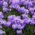 Phlox paniculata 'Blue Paradise' – Bugás lángvirág