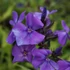 Phlox paniculata 'Blue Paradise' – Bugás lángvirág