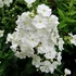 Phlox paniculata 'David' – Bugás lángvirág